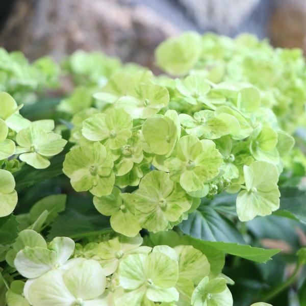 PW アジサイ ラグランジア シャンデリーニ 3.5号ポット苗 ハイドランジア 紫陽花 ハクサン 植...