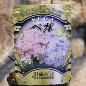 芍薬 オリエンタルゴールド 大株 6号スリット鉢植え : 苗木部 花ひろば