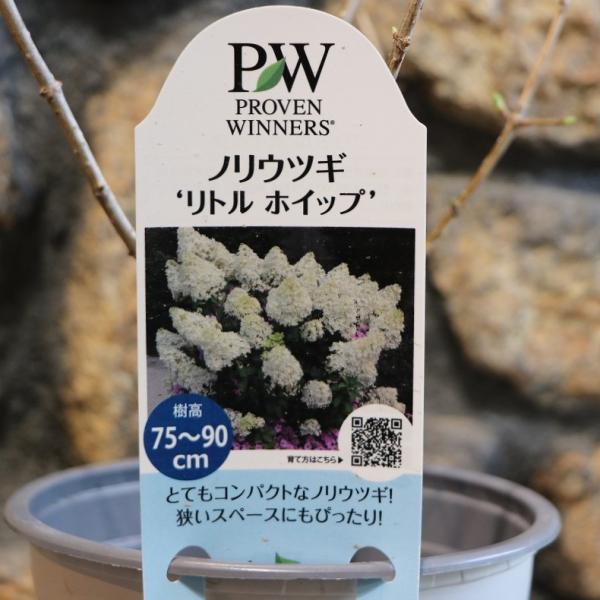 紫陽花 鉢植えから地植え 時期