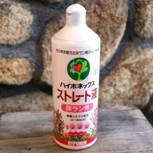 マコデス ジュエルオーキッド アネクトキルスロクスバーギー (レッド