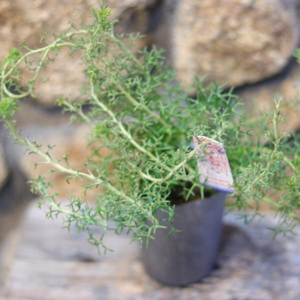 イソポゴン フォルモサス ローズコーン 3〜3.5号ポット苗 オージープランツ 寄せ植え 花壇 鉢植...