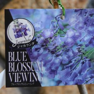 矮性ジャカランダ 日南ブルー 6号鉢植え 接ぎ木 : 苗木部 花ひろば