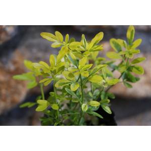 斑入り プリムローズジャスミン バリエガータ 2.5〜3号ポット苗 寄せ植え 花壇 カラーリーフ｜gp-yamacho