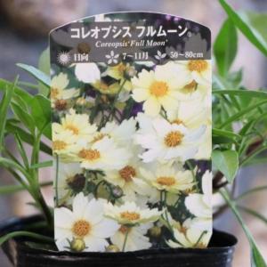 斑入りツルバキア 苗 シルバーレース 斑入り 3.5号 多年草 ピンク花