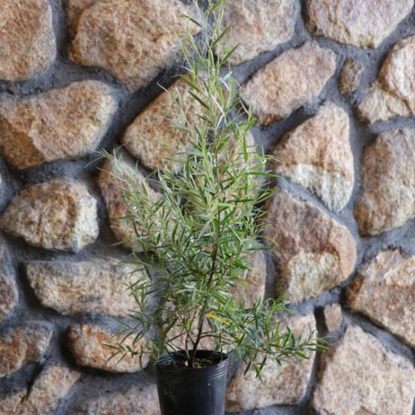 シルバーティーツリー 2.5〜3号ポット苗 レプトスペルマム ティーツリー 寄せ植え 花壇 鉢植え ...