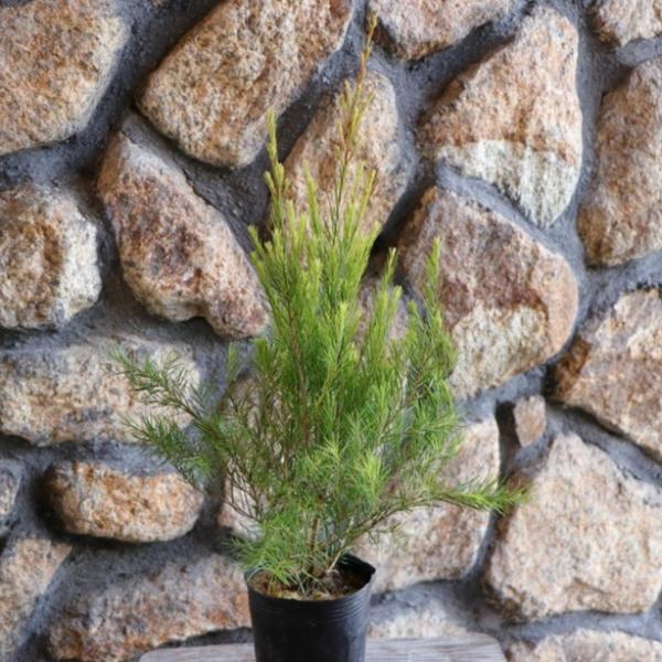 メラレウカ メディカルティーツリー 2.5〜3号ポット苗 ティーツリー 寄せ植え 花壇 鉢植え 地植...