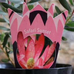 リューカデンドロン エイミー 鉢植え : 苗木部 花ひろばオンライン