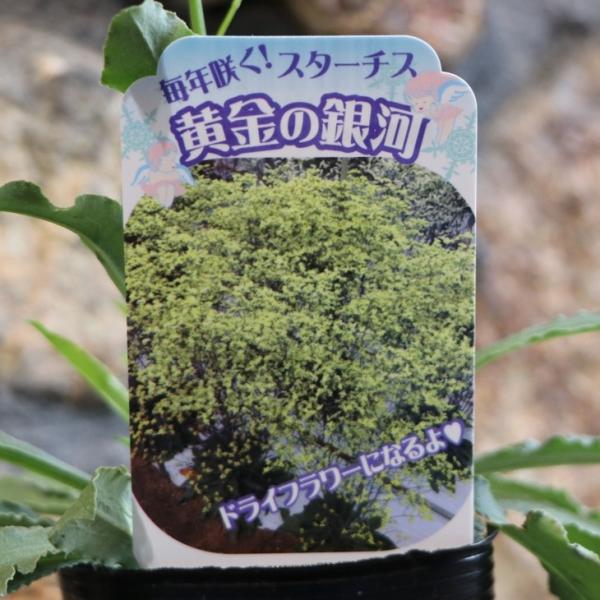 スターチス シネンシス キノシリーズ 黄色の銀河 3号ポット苗 寄せ植え 鉢植え 花壇 お洒落 おし...