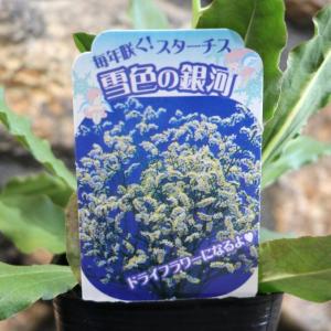 見元園芸　ブラックマジックポピー　3寸苗 見元さん】 ポピー 『ブラックマジック』 植え込み用 3寸POT