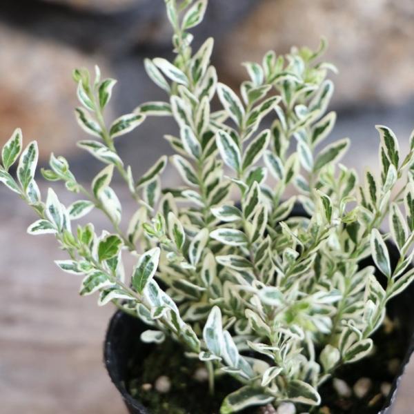 斑入り ロニセラ ニティダ ホワイトマジック 2.5〜3号ポット苗 寄せ植え 花壇 鉢植え お洒落 ...
