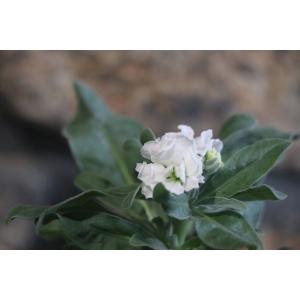 八重咲きストック ラブリーピンク 3 5号ポット苗 寄せ植え 花壇 Matthiolaincana11 グリーンプラザ山長 通販 Yahoo ショッピング