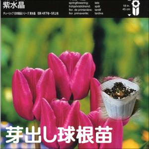 【球根・芽出し苗】 一重咲きチューリップ トライアンフ咲き 紫水晶 1球植え 3号ポット苗 寄せ植え 花壇 鉢植え 可愛い かわいい 春の花 花