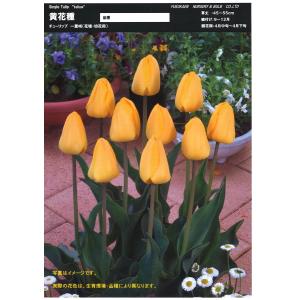 【球根・芽出し苗】 一重咲き チューリップ イ...の詳細画像2