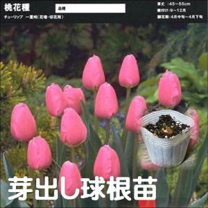 【球根・芽出し苗】 一重咲き チューリップ ピン...の商品画像