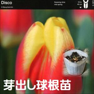【球根・芽出し苗】 一重咲きチューリップ トライ...の商品画像
