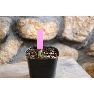 【球根・芽出し苗】 一重咲き チューリップ ピ...の詳細画像1