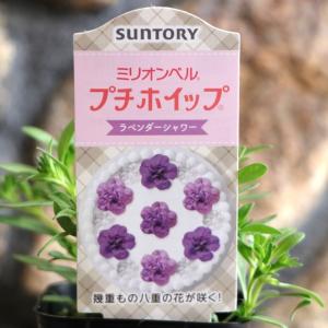 斑入り 半八重咲き ペチュニア 万葉の美シリーズ 白妙 3〜3.5号ポット