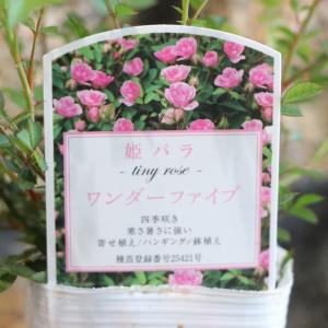 ミニつるバラ苗 真珠貝 バラ苗　ばら苗 ミニつるバラ苗 真珠貝 薔薇苗 バラ苗 ばら苗の通販 by S&M｜ラクマ