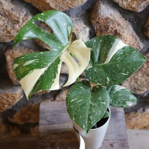 斑入り モンステラ タイコンステレーション 4号鉢 観葉植物 お洒落 おしゃれ 可愛い かわいい カッコイイ インテリア 人気 苗 初心者 希少