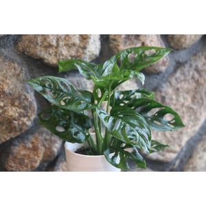 ディフェンバキア チーター 6号鉢 観葉植物 鉢植え お洒落 可愛い