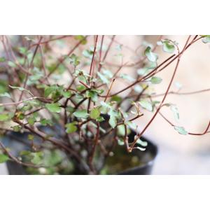 ペペロミア 美依子 3号ポット苗 観葉植物 鉢植え お洒落 おしゃれ