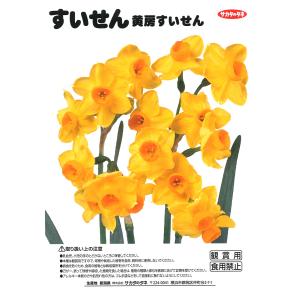 【球根・バラ球】 黄房水仙 1球入 スイセンの詳細画像1