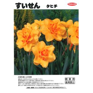 【球根・バラ球】 八重咲き水仙 タヒチ 1球入...の詳細画像1