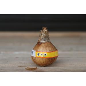 【球根・バラ球】 八重咲き水仙 タヒチ 1球入...の詳細画像2