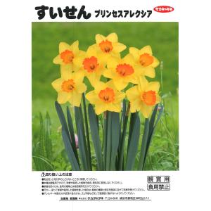 【球根・バラ球】 水仙 プリンセスアレクシア ...の詳細画像1