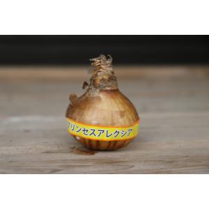 【球根・バラ球】 水仙 プリンセスアレクシア ...の詳細画像2
