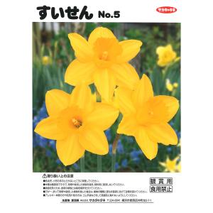 【球根・バラ球】 ラッパ水仙 黄花 1球入 スイセンの詳細画像1