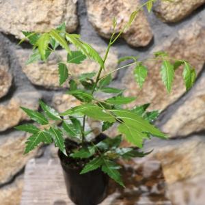 庭木 植木 苗：アビエスコレアナ シルバーショウ*大 現品をお届け 佐川