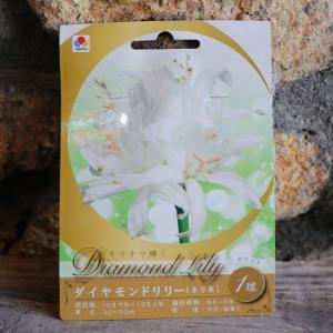 【球根】 ダイヤモンドリリー ホワイト 1球入 ネリネ サルニエンシス 球根 タキイ 寄せ植え 鉢植え 花壇 お洒落 おしゃれ 可愛い かわいい 秋の花 花 苗 初心者の商品画像
