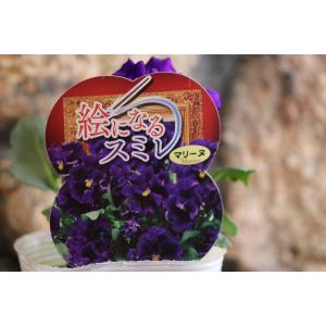 フリル咲き パンジー 絵になるスミレ マリーヌ...の詳細画像1