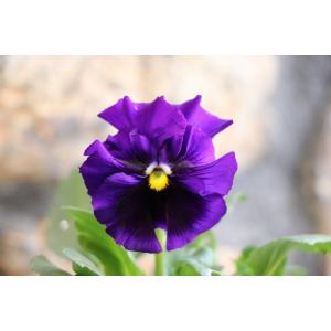 フリル咲き パンジー 絵になるスミレ マリーヌ...の詳細画像2