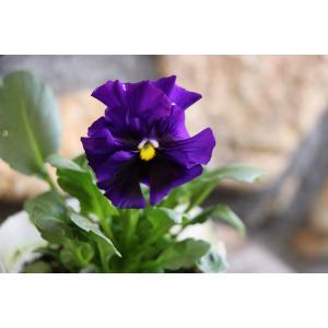 フリル咲き パンジー 絵になるスミレ マリーヌ...の詳細画像3