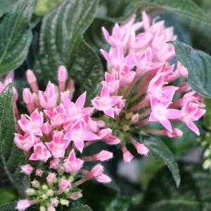 ペンタス ピンク 3〜3.5号ポット苗 寄せ植え...の商品画像