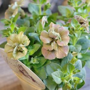 極小輪 ペチュニア テヌート 3〜3.5号ポット苗 寄せ植え 鉢植え 花壇