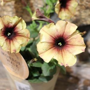 極小輪 ペチュニア テヌート 3〜3.5号ポット苗 寄せ植え 鉢植え 花壇