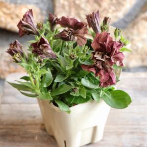 極小輪 ペチュニア テヌート 3〜3.5号ポット苗 寄せ植え 鉢植え 花壇