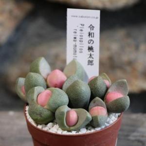 多肉植物 白雪ミセバヤ 2.5〜3号ポット苗 : グリーンプラザ山長ヤフー