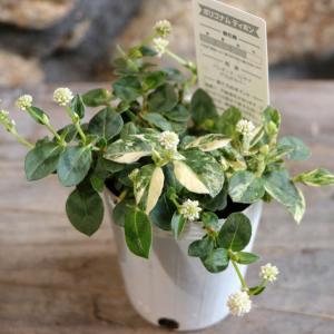 山野草・高山植物の苗 日本熊谷草（クマガイソウ） : 植物・園芸専門店