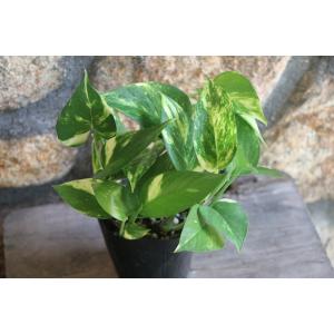 ポトス 3号ポット苗 観葉植物の商品画像