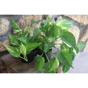ポトス 3号ポット苗 観葉植物の詳細画像1