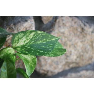 ポトス 3号ポット苗 観葉植物の詳細画像2