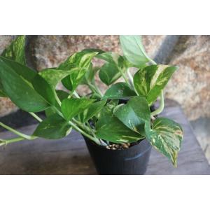 ポトス 3号ポット苗 観葉植物の詳細画像4
