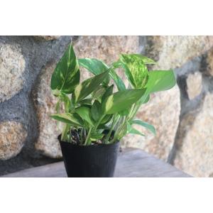 ポトス 3号ポット苗 観葉植物の詳細画像5