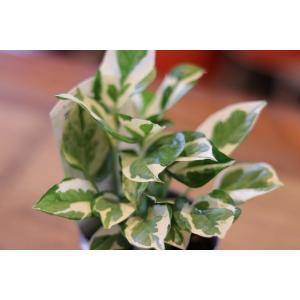 斑入り ショウナンゴムノキ 約H90cm 8号鉢 希少 観葉植物 : グリーン