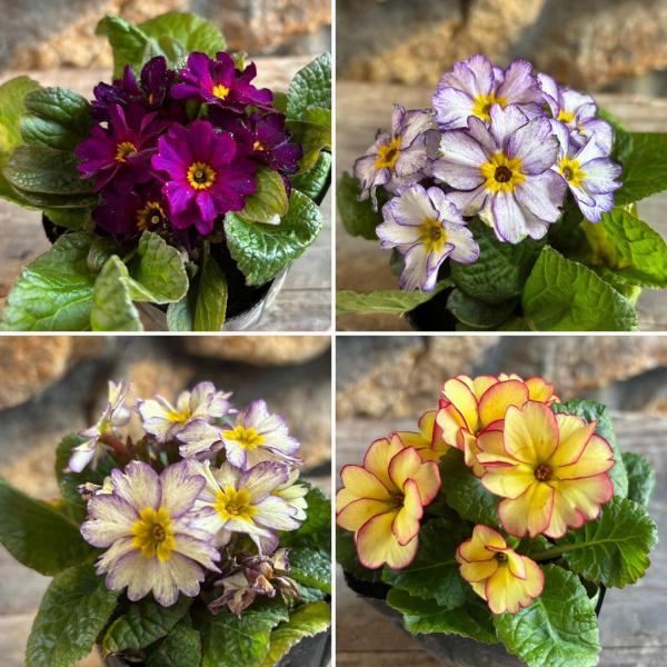 プリムラジュリアン ポミーライト アソート 3〜3.5号ポット苗 ジュリアン 寄せ植え 花壇 鉢植え...