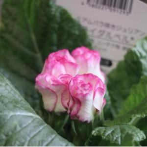 ゲブラナガトヨ ビオラ アマゾネス 2色MIX植え アソート 3.5号ポット苗